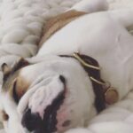Casey Patterson Instagram - She tried. 🇬🇧🇺🇸#royalwedding #englishbulldog