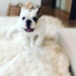 Casey Patterson Instagram - One of us is a morning person 😴🐶😬 #lola