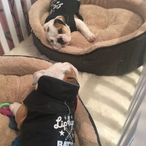 Casey Patterson Instagram - 🐶🇬🇧 #lipsyncbattle British invasion night. Long story short... we adopted them ALL 😬😍 Lola and Paul 🐶🐶 Our backstage babies #lipsyncbattle puppy love 💕 @chrissyteigen @johnlegend @brandonmichealhall #family ties.#englishbulldog