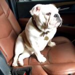 Casey Patterson Instagram - On the road again with this stunner. She always takes me along when she makes TV Shows. Those legs 🐶