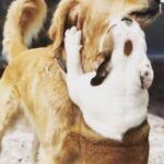 Casey Patterson Instagram - Reunited and it feels go good 🐾🎼 Lola and her west coast bestie 🐶