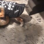 Casey Patterson Instagram - Baby Lola and Paul 🐶🐶 Just ridiculous. We need more @chrissyteigen @johnlegend #puppiesandbabies #bulldogs #lipsync