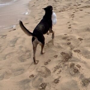 Catarina Jacob Instagram - O ladraozinho de roupa e gargalhadas …. ❤️🐕