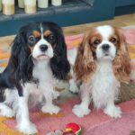Catriona Gray Instagram - When you're finally home but tell the puppies you're flying out again soon. 😆 Manila, Phillipines