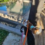 Catriona Gray Instagram - A little adventure 🐶🐶💛