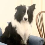 Cecilia Milone Instagram - Y él… sin decir palabras… 🐾🤍