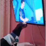 Celso Portiolli Instagram - 😂😂😂😂 Meu programa é bom pra cachorro!!!