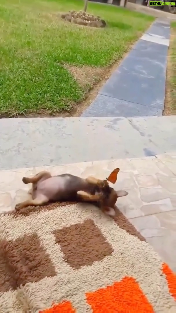 Celso Portiolli Instagram - E aí, o que você me diz dessa amizade? 😍