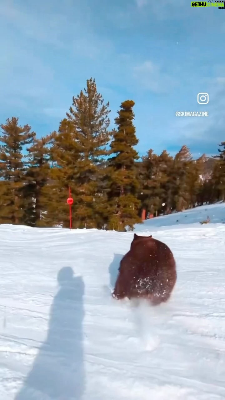 Celso Portiolli Instagram - Um URSO na pista. 😱 Eu não tenho medo.