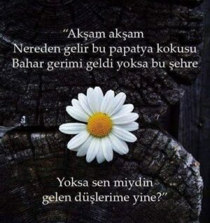 Cem Yılmaz Instagram - Ne kadar da doğru 🌹🌹🌹🌹❤️❤️❤️❤️❤️🙏🏻🙏🏻🙏🏻🙏🏻🙏🏻🙏🏻🙏🏻 iyi hafta sonları 🧿