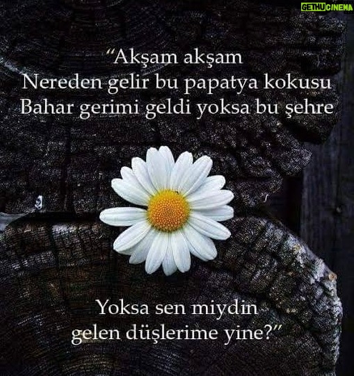 Cem Yılmaz - 57.2K Likes - Ne kadar da doğru 🌹🌹🌹🌹❤️❤️❤️❤️❤️🙏🏻🙏🏻🙏🏻🙏🏻🙏🏻🙏🏻🙏🏻 iyi hafta sonları 🧿