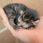 Ceyda Olguner Instagram - #gunaydin #yenibebek #minnak #babycat (((: 💕💕🙀 #mistik 'min yavrusu #kitten #kittycat