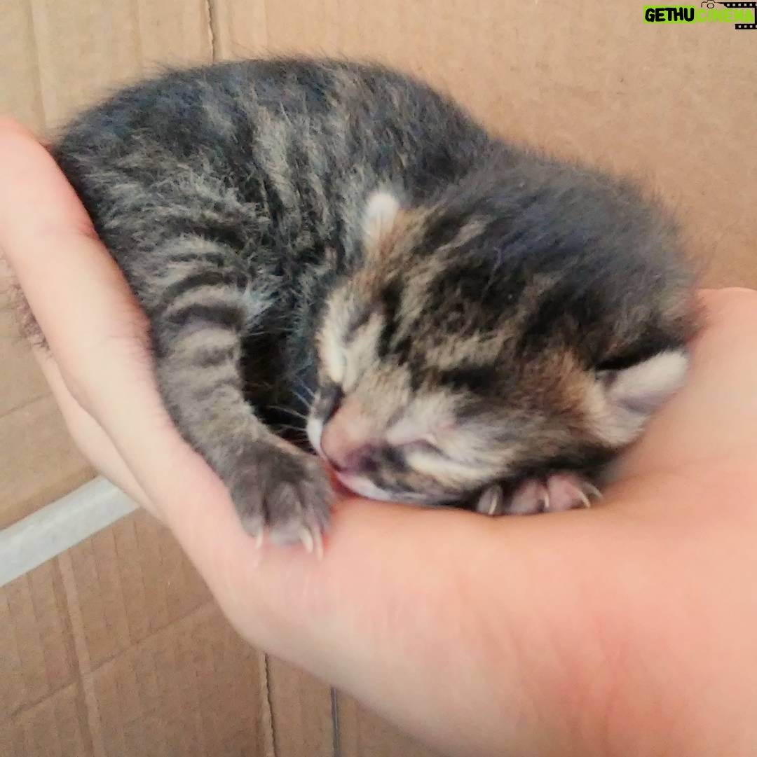 Ceyda Olguner Instagram - #gunaydin #yenibebek #minnak #babycat (((: 💕💕🙀 #mistik 'min yavrusu #kitten #kittycat