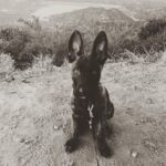 Channing Tatum Instagram – This is the newest member of the Tatum tribe. Meet “Rook” or “Rooklin” 12 week old Dutch Shepard! He’s gonna be a goon. After i lost my LuLu i didn’t know when or if I’d be open to having another dog. But he sought me out and we met eyes and then some imprinting type shit happened. Haha I just hope i can handle the little hood rat. Haha that’s also his nickname when he’s being a little shit “hoodie” cause boi is he little savage sometimes. @goldcoastk9 @dogthefilm he gonna be a hard hitter.