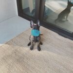 Channing Tatum Instagram – This is the newest member of the Tatum tribe. Meet “Rook” or “Rooklin” 12 week old Dutch Shepard! He’s gonna be a goon. After i lost my LuLu i didn’t know when or if I’d be open to having another dog. But he sought me out and we met eyes and then some imprinting type shit happened. Haha I just hope i can handle the little hood rat. Haha that’s also his nickname when he’s being a little shit “hoodie” cause boi is he little savage sometimes. @goldcoastk9 @dogthefilm he gonna be a hard hitter.