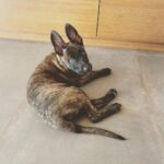 Channing Tatum Instagram – This is the newest member of the Tatum tribe. Meet “Rook” or “Rooklin” 12 week old Dutch Shepard! He’s gonna be a goon. After i lost my LuLu i didn’t know when or if I’d be open to having another dog. But he sought me out and we met eyes and then some imprinting type shit happened. Haha I just hope i can handle the little hood rat. Haha that’s also his nickname when he’s being a little shit “hoodie” cause boi is he little savage sometimes. @goldcoastk9 @dogthefilm he gonna be a hard hitter.