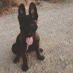 Channing Tatum Instagram - This is the newest member of the Tatum tribe. Meet “Rook” or “Rooklin” 12 week old Dutch Shepard! He’s gonna be a goon. After i lost my LuLu i didn’t know when or if I’d be open to having another dog. But he sought me out and we met eyes and then some imprinting type shit happened. Haha I just hope i can handle the little hood rat. Haha that’s also his nickname when he’s being a little shit “hoodie” cause boi is he little savage sometimes. @goldcoastk9 @dogthefilm he gonna be a hard hitter.