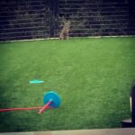Channing Tatum Instagram - Ok for real though... i need a zoologist or someone to tell me if that is a younge Ass bobcat or just a cock diesel stray cat. Please help.