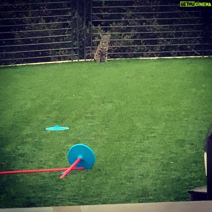 Channing Tatum Instagram - Ok for real though... i need a zoologist or someone to tell me if that is a younge Ass bobcat or just a cock diesel stray cat. Please help.