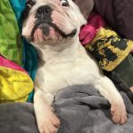 Chantelle Cameron Instagram - That Friday feeling 🤪🤪🤪 Hope everyone has a good weekend #frenchbulldog #frenchbulldogsofinstagram #doglovers #dogsofinstagram United Kingdom
