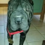 Chantelle Cameron Instagram - 💔 My bestfriend 💔 10 years i got to love you & have the best memories RIP my big baby . You was the best family dog anyone could ever ask for and gave us all so many special memories and was loved by everyone for being such a big friendly lump. Northampton, Northamptonshire