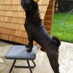 Chantelle Cameron Instagram - 💔 My bestfriend 💔 10 years i got to love you & have the best memories RIP my big baby . You was the best family dog anyone could ever ask for and gave us all so many special memories and was loved by everyone for being such a big friendly lump. Northampton, Northamptonshire