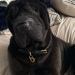 Chantelle Cameron Instagram - 💔 My bestfriend 💔 10 years i got to love you & have the best memories RIP my big baby . You was the best family dog anyone could ever ask for and gave us all so many special memories and was loved by everyone for being such a big friendly lump. Northampton, Northamptonshire