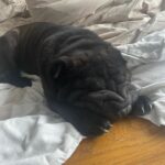 Chantelle Cameron Instagram - 💔 My bestfriend 💔 10 years i got to love you & have the best memories RIP my big baby . You was the best family dog anyone could ever ask for and gave us all so many special memories and was loved by everyone for being such a big friendly lump. Northampton, Northamptonshire