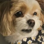 Chanyeol Instagram - 감사합니다🐩 @h__gerber