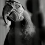 Charles Bradley Instagram - NEW VIDEO! Watch "Good to Be Back Home" via @pitchfork at the link in bio with special appearance by Nickie the parrot . #charlesbradley #home #brooklyn Bedford-Stuyvesant