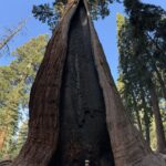 Charles Melton Instagram - 🌲 sequoia 🏕️