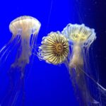 Charlie Heaton Instagram – Say hello to the Jellies!