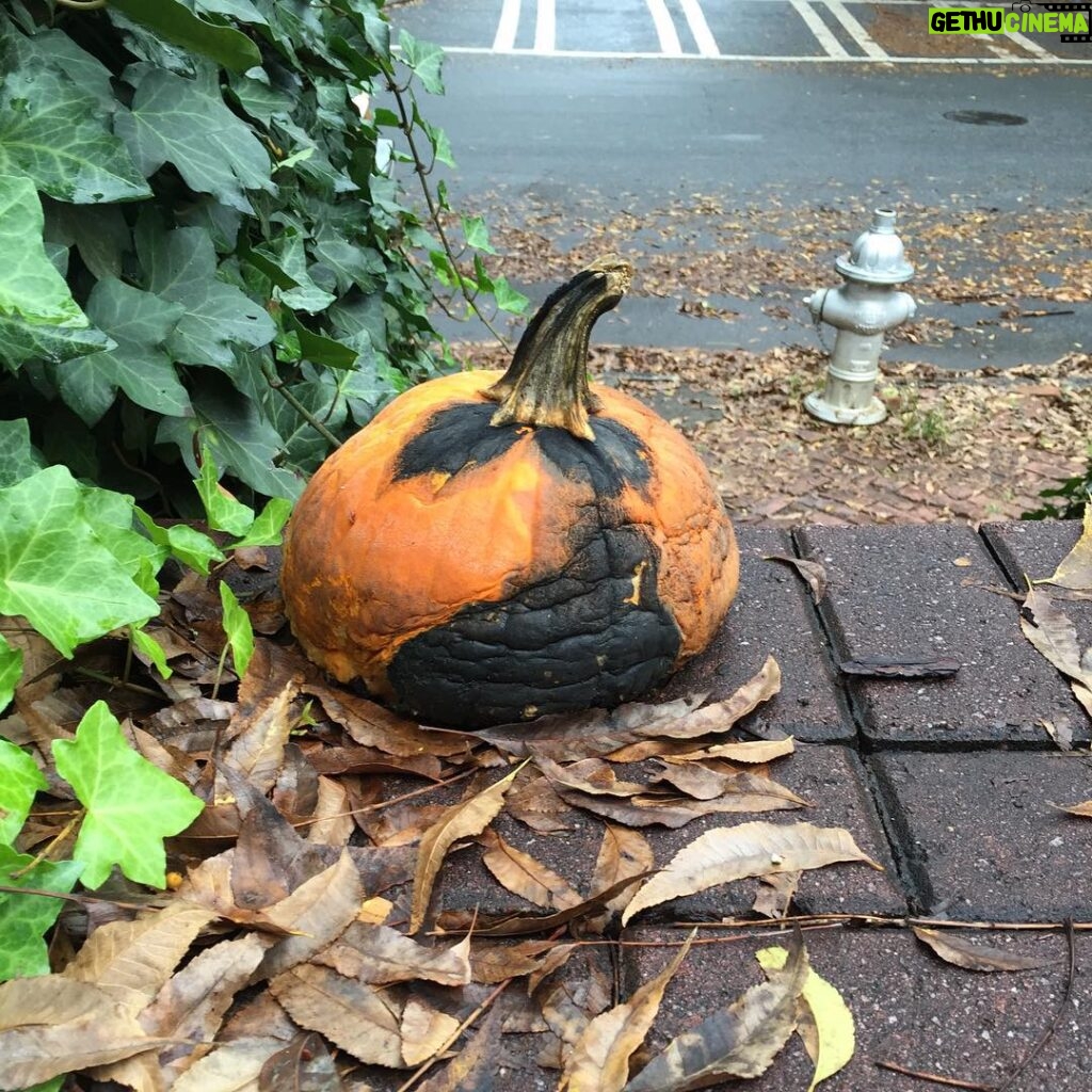 Charlie Heaton Instagram - Sad pumpkin, Halloween is over!