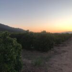 Charlie Shotwell Instagram – California orange groves. Perfect scenery after I just finished reading Grapes of Wrath. #venturacounty #Ojai