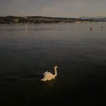 Charlize Lamb Instagram - swan swan swan