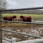 Charlotte Crosby Instagram - WHAT A MORNING 💚 today we held our first @blitznburn “BLITZ’N’BANTA’ walk and talk in SCOTLAND! 💃🏼💃🏼 what a absolutely beautiful bunch of amazing women I met today! And not to mention their little cutie kids! ❤️ I think I have myself a new little bestie!! And omg I saw HIGHLAND COWS! As you may know we started our members only walk and talks last month in the northeast! I really wanted get our members out and about in the fresh air! Making new friends! And promoting some fun and easy movement 😍❤️ I love getting to attend these to meet you all! This is a monthly get together and they are going to be taking place all over the country! 💚 I have been getting a lot of dms asking how to get involved I must stress this is a members only group activity follow @blitznburn for more details 😘 Pollok Country Park