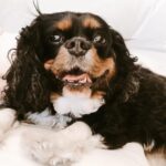 Chelsea Gilligan Instagram - My Little Duchess went to heaven yesterday. My heart aches. You left too soon little one, I wasn’t done loving you. To feel your fur one more time. To Cuddle you. Playing with you. Hearing your snores that woke me up every night. Coming home to the wiggliest of wiggles. To say I love you one more time…. Most of you knew her and got to experience her endless wet kisses, unconditional love and her big wiggly butt heart.. I love you Duchess. My little Koala Bear.. Friends, if you’ll do me a favor, below if you could write a memory you have of Duchess. DM me photos.. I’d love to hear. I appreciate you🩶🕊️ Los Angeles, California