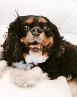 Chelsea Gilligan Instagram - My Little Duchess went to heaven yesterday. My heart aches. You left too soon little one, I wasn’t done loving you. To feel your fur one more time. To Cuddle you. Playing with you. Hearing your snores that woke me up every night. Coming home to the wiggliest of wiggles. To say I love you one more time…. Most of you knew her and got to experience her endless wet kisses, unconditional love and her big wiggly butt heart.. I love you Duchess. My little Koala Bear.. Friends, if you’ll do me a favor, below if you could write a memory you have of Duchess. DM me photos.. I’d love to hear. I appreciate you🩶🕊️