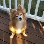 Cherie Jimenez Instagram - 🦁✨ The most beautiful life 🌈🐾