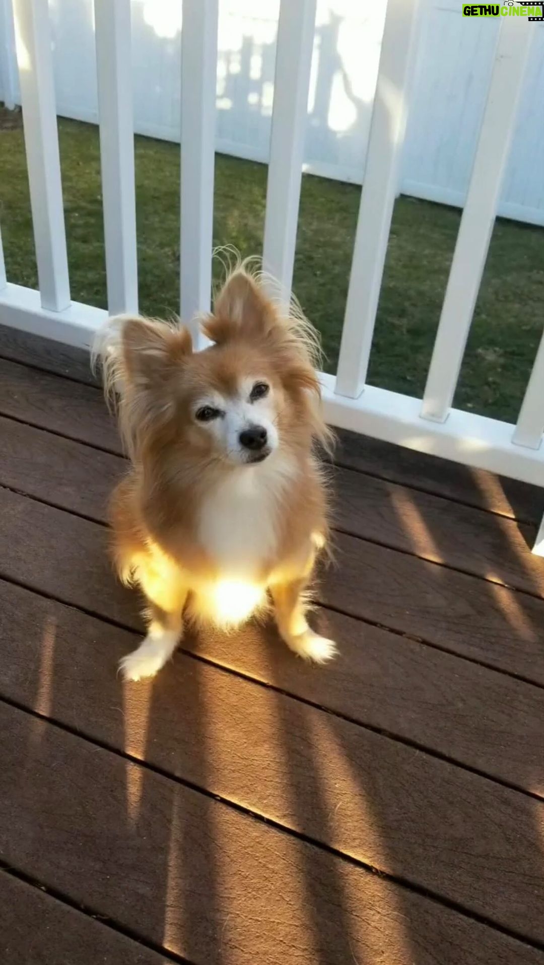 Cherie Jimenez Instagram - 🦁✨ The most beautiful life 🌈🐾