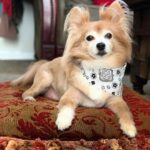 Cherie Jimenez Instagram - SIMBA 👑🦁 My greatest Love • My Soulmate • My dream come true• Mí vida • My 1st baby • The greatest loss of my life 💔 13 years.. 13 Beautiful years of loving you ✨ I am grateful that you & I were meant to walk through life together. & to think it was always written in the stars ✨ A dream come true • My heart breaks and will always break at the thought of you no longer here with us. I am so lucky to have shared 13 beautiful years adventuring this existence with. With me through the hardest and most challenging times & through the most beautiful.. Thank you for Saving me • Loving me • Protecting me • Then came your Papa & life was complete 🧩 My heart will always ache for one more cuddle • one more kiss • one more everything • You are at peace now. No longer suffering. In the everything 🌈✨ I will choose to remember you as you always were. The cutest • sweetest • feistiest bobø in all the land • Lover of Pizza & Car rides • Sundays & Huesos • Pretty girls & Papa’s Lap. I’ll be seeing you in every 🌈🐾 I Love you forever as long as I’m living my baby you’ll be Rainbow Bridge