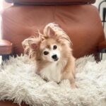 Cherie Jimenez Instagram - 13 years of Unconditional L♥️VE 🦁 Happy Birthday to my 1st baby Simba 🐾 👑