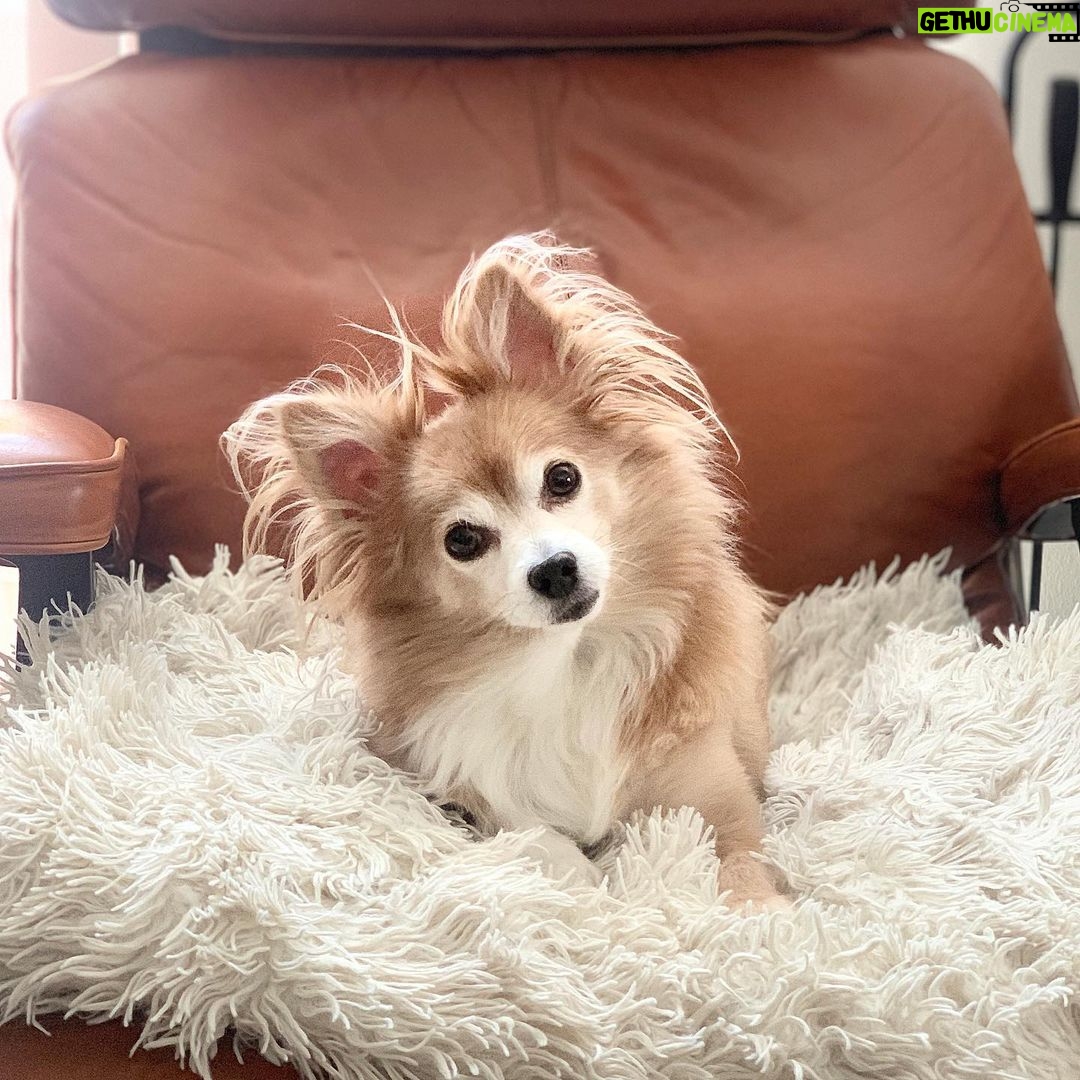 Cherie Jimenez Instagram - 13 years of Unconditional L♥️VE 🦁 Happy Birthday to my 1st baby Simba 🐾 👑