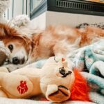 Cherie Jimenez Instagram - It’s been one year since you’ve crossed the rainbow bridge.. I miss you every day ♥️ Thank you for coming to visit me from time to time ✨ I love you forever Simba 🦁 The Rainbow Bridge