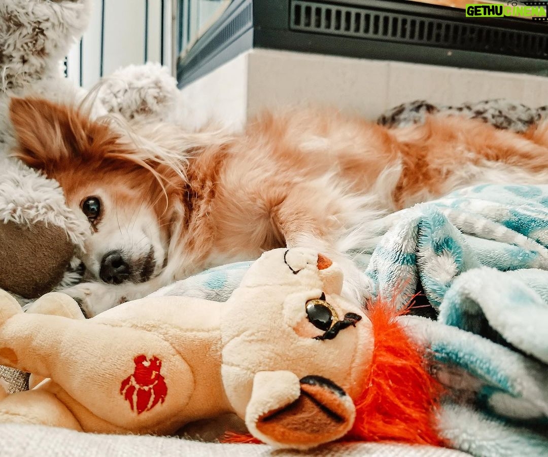 Cherie Jimenez Instagram - It’s been one year since you’ve crossed the rainbow bridge.. I miss you every day ♥️ Thank you for coming to visit me from time to time ✨ I love you forever Simba 🦁 The Rainbow Bridge