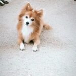 Cherie Jimenez Instagram - Today would have been your 14th birthday..Happy Birthday to my forever SIMBA 👑🦁 I miss you..I love you..I’ll be seeing you in every rainbow, blue butterfly & dream 🌈🐾