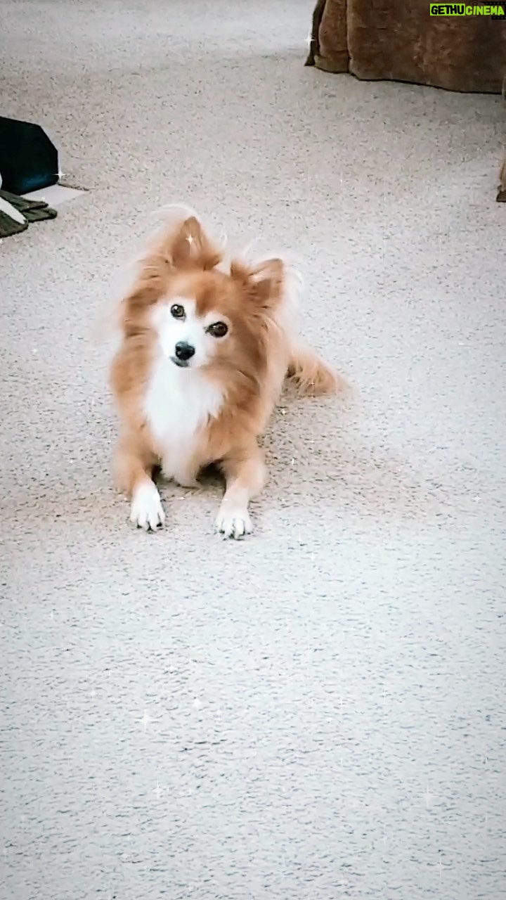 Cherie Jimenez Instagram - Today would have been your 14th birthday..Happy Birthday to my forever SIMBA 👑🦁 I miss you..I love you..I’ll be seeing you in every rainbow, blue butterfly & dream 🌈🐾