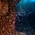 Chermarn Boonyasak Instagram - The ocean is full of surprises let’s explore!! @diveteam_th #maldives #scubadiving 🪼🐠🐳🐬🐋🐡🦑🐙 Maldives, Indian Ocean