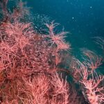 Chermarn Boonyasak Instagram - The ocean is full of surprises let’s explore!! @diveteam_th #maldives #scubadiving 🪼🐠🐳🐬🐋🐡🦑🐙 Maldives, Indian Ocean