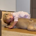 Chiara Ferragni Instagram – Tutto quello che volevo dirti te l’ho detto all’orecchio in questi giorni, ma tanto tu già sapevi tutto.
In questi tredici anni insieme sei stata la mia bambina ed allo stesso tempo la mia amica pronta a farmi sempre compagnia e a farmi sentire amata quando più ne avevo bisogno. Mi bastava abbracciarti e sentire il tuo profumo per sentirmi a casa perchè è proprio quello che sei stata sempre: la mia famiglia. E hai fatto anche di più, hai “creato” quella che è la nostra famiglia: eri tu “il cane di Chiara Ferragni” di quella canzone che mi ha fatto conoscere il papà nel 2016. Ci pensi se non fossi stata la mia Matildona come poteva essere diversa la mia vita?
Quando ti ho scelta, ancora ragazzina, mai avrei pensato che avresti conosciuto i miei bambini, ed invece sei stata stupenda anche nel ruolo di “sorella maggiore”: hai regalato loro l’esperienza di amore incondizionato verso un animale che diventa famiglia.
Ieri, dopo averti salutata per l’ultima volta ho provato a spiegare a Leo che eri andata in cielo e ci avresti sempre protetti da una nuvoletta lassù. E lui mi ha chiesto come potevamo riconoscere la nuvola perchè cosi potevamo salutarti sempre anche noi.
Spero di averti fatto vivere una bella vita e di averti fatto sentire il mio amore ogni giorno, perchè io il tuo l’ho sentio sempre. Mi mancherà tutto di te Mati, ti saluterò ogni giorno su quella nuvoletta.
Sarai per sempre la mia prima bimba 💖